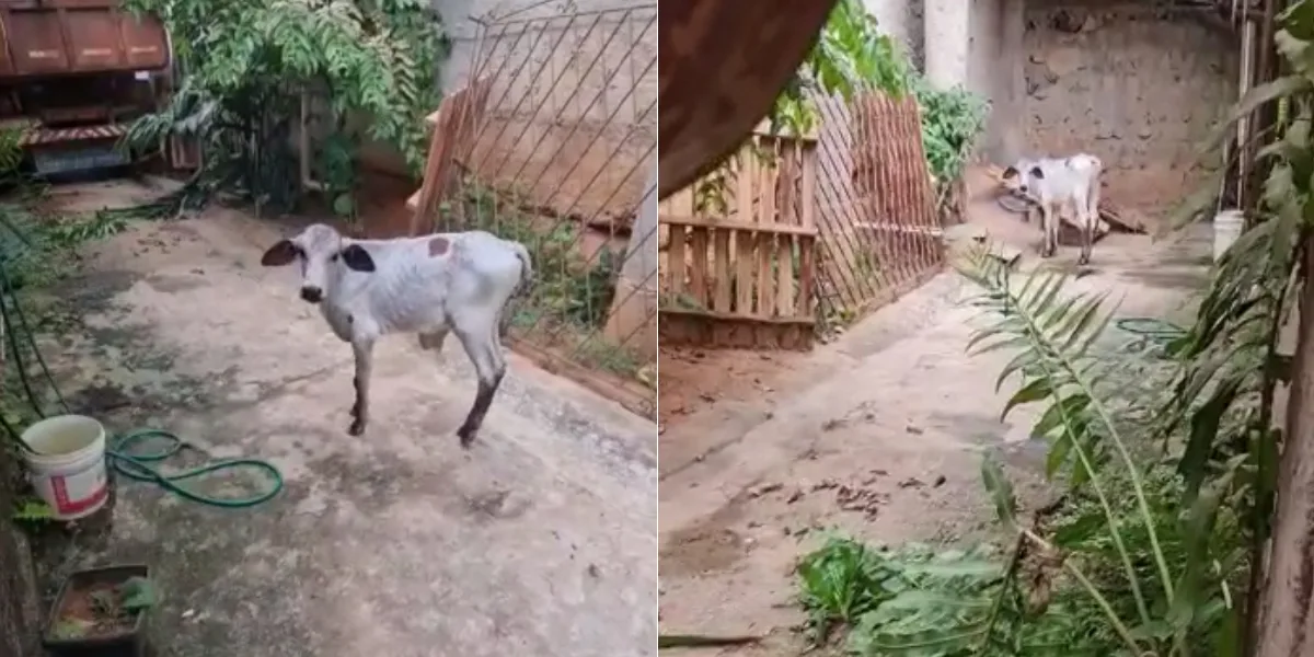 VÍDEO | Bezerro em situação de maus-tratos é resgatado de casa em Colatina