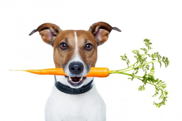 Alimentação natural desidratada para cães une sabor, saúde e praticidade