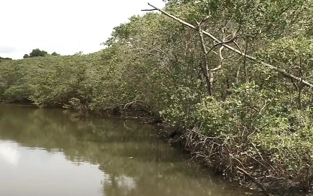 Ambientalistas comemoram liminar que mantém proteção para restingas e manguezais