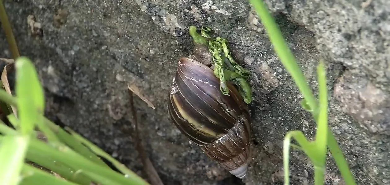 Olha eles aí de novo: caramujos africanos invadem praias de Vila Velha. Conheça os rastros de perigo que deixam