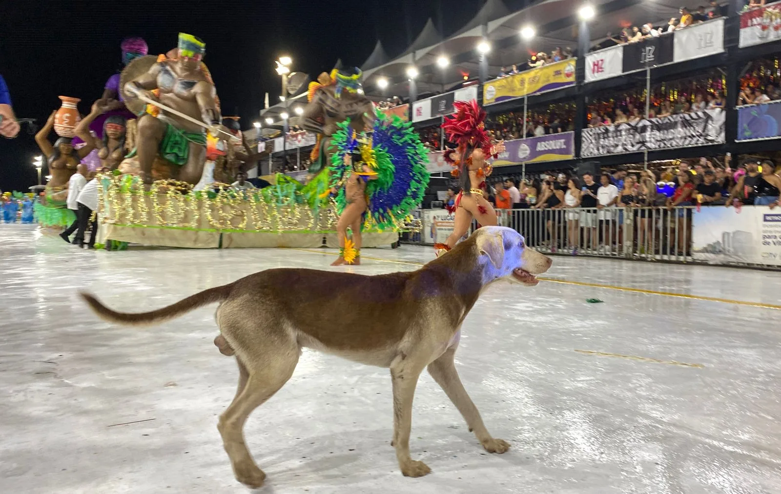 "Ala dos doguinhos": cachorro rouba a cena ao invadir desfile no Sambão do Povo