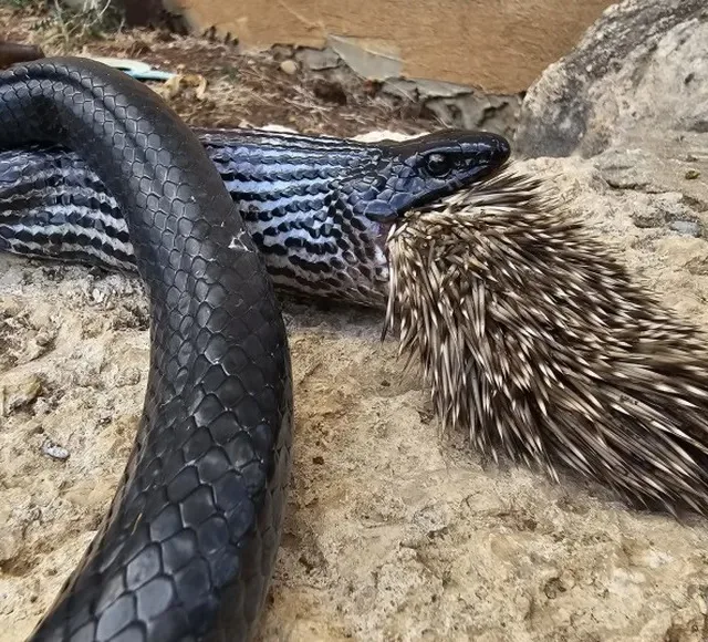 Refeição indigesta! Cobra morre após tentar devorar porco-espinho