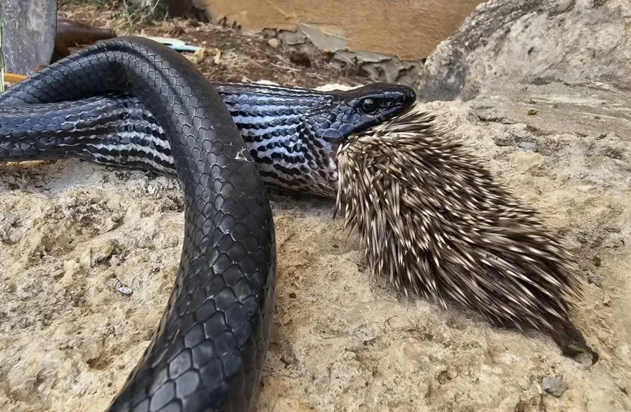 Refeição indigesta! Cobra morre após tentar devorar porco-espinho