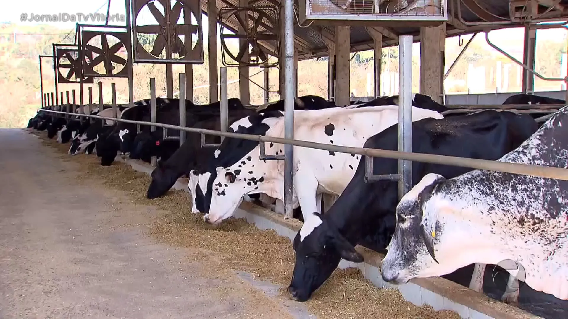 Exportação para China de carne bovina foi suspensa após caso de vaca louca