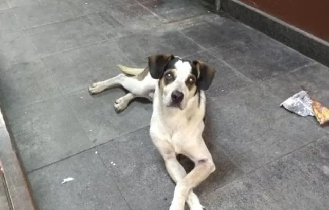 Morte de cachorro agredido por funcionário gera revolta contra rede de supermercados