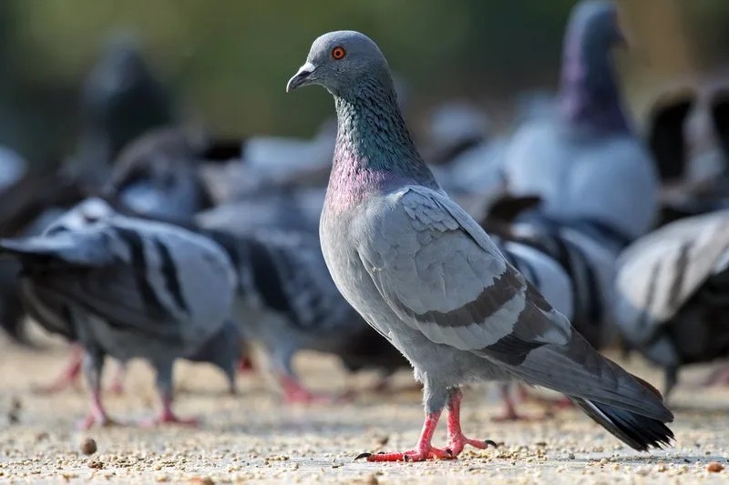 Lei que proíbe dar comida para pombos em vias públicas é sancionada em Vitória