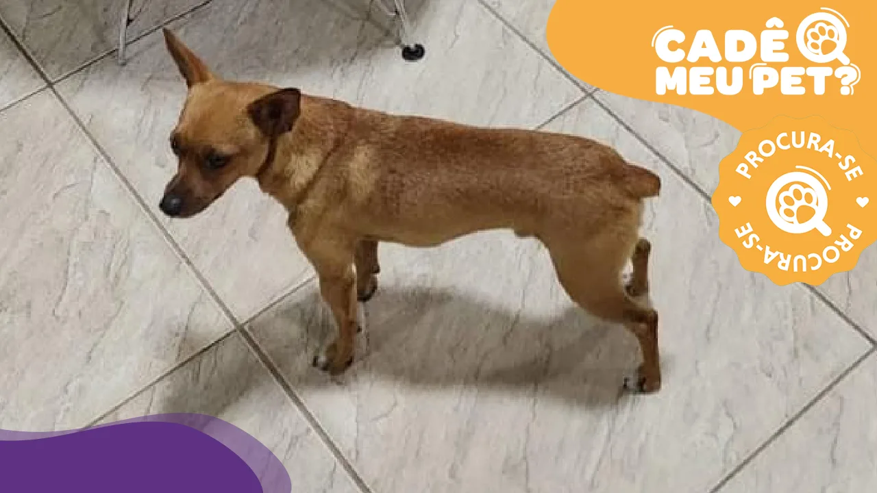 Pipoca: cachorro desapareceu em Balneário de Carapebus, na Serra