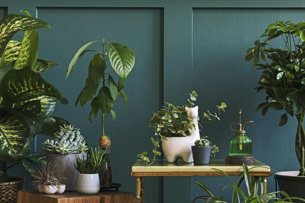 Plantas de casa: confira 10 sugestões