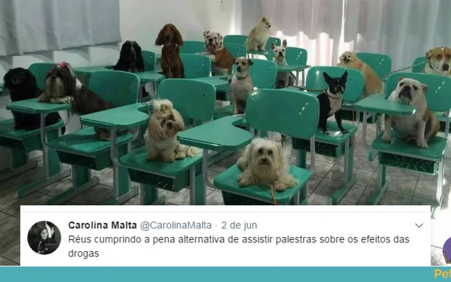 juíza memes de animais