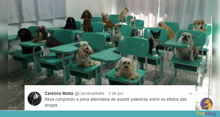 juíza memes de animais