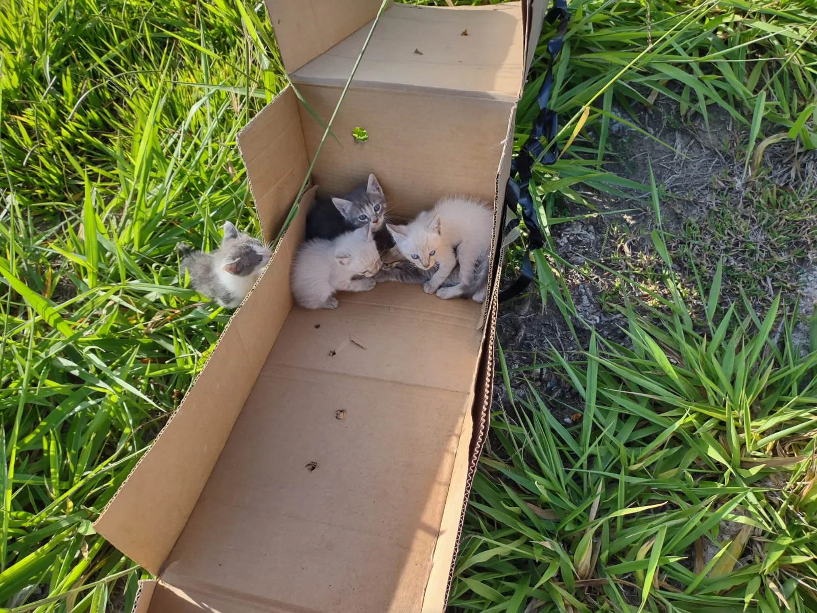 Filhotes de gato são abandonados em rodovia da Serra