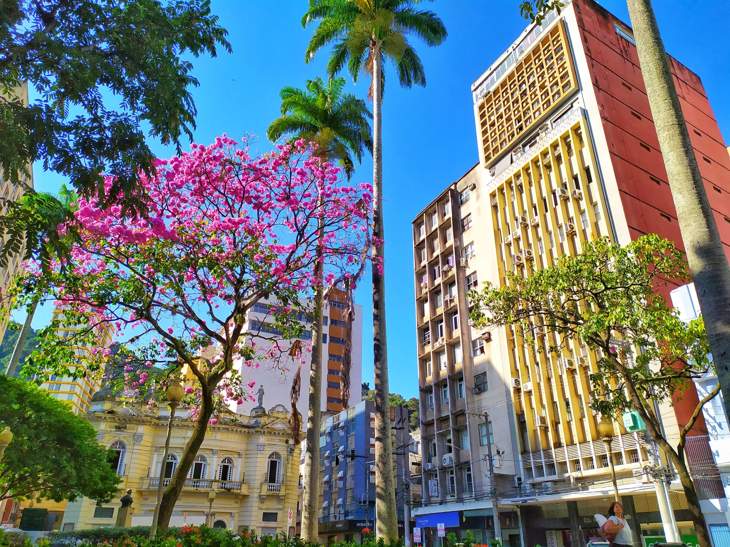 Vitória em tons de rosa: florada de ipês colore a Capital; veja fotos