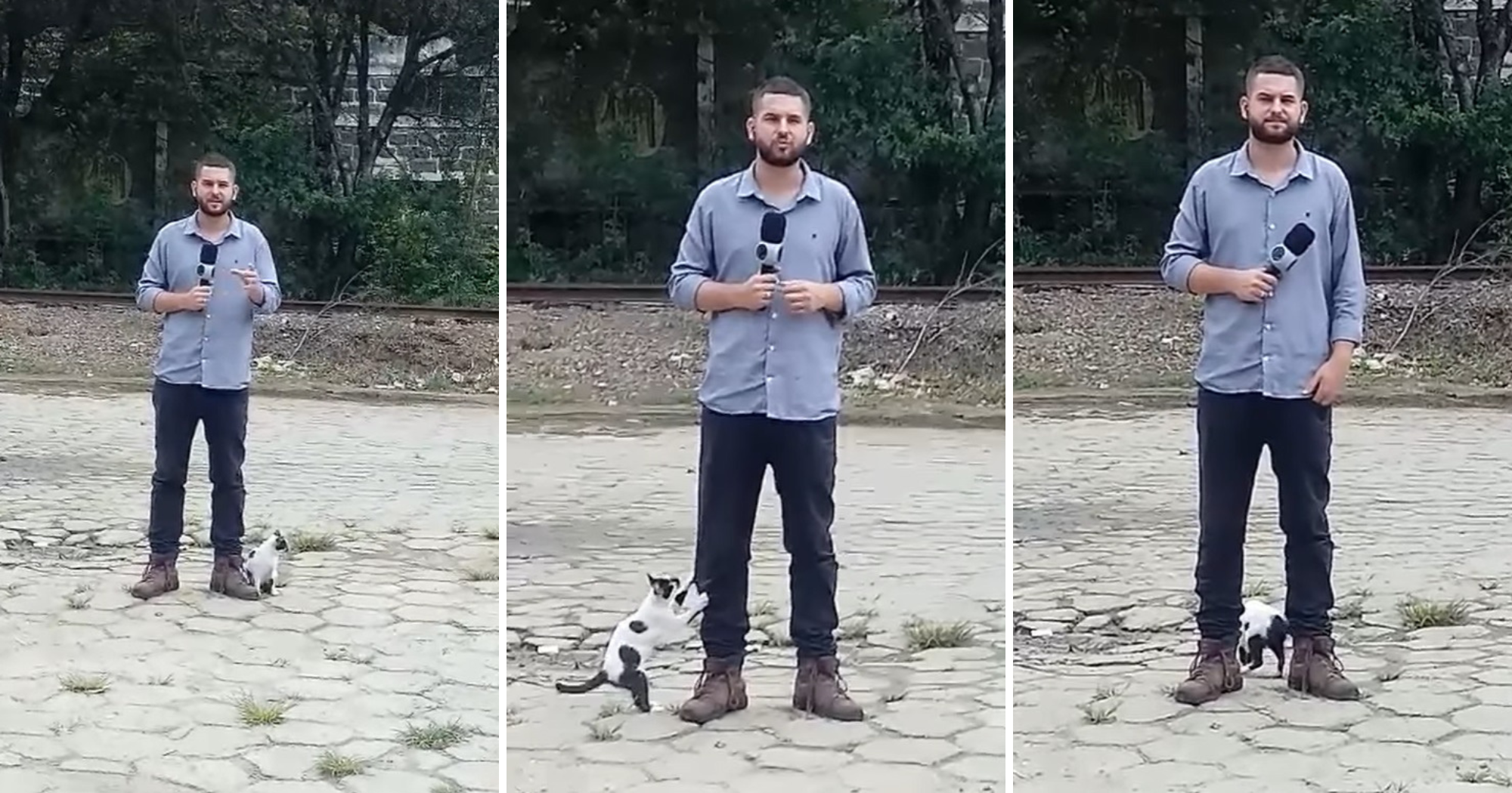 Gato chega de mansinho e se enrosca em repórter da TV Vitória ao vivo