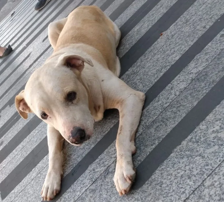 Cachorro fica na porta de hospital à espera de dono que está internado