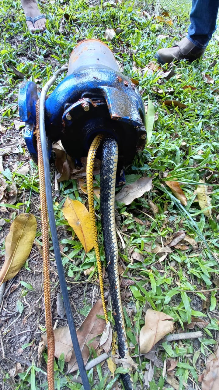 VÍDEO | Cobra entra em tubulação e deixa distrito sem água em Linhares