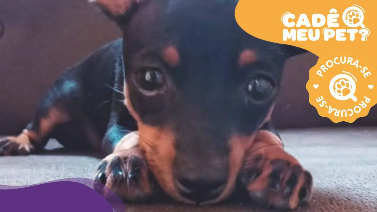 Onde está o Paçoca? Pinscher desaparece em Vila Velha