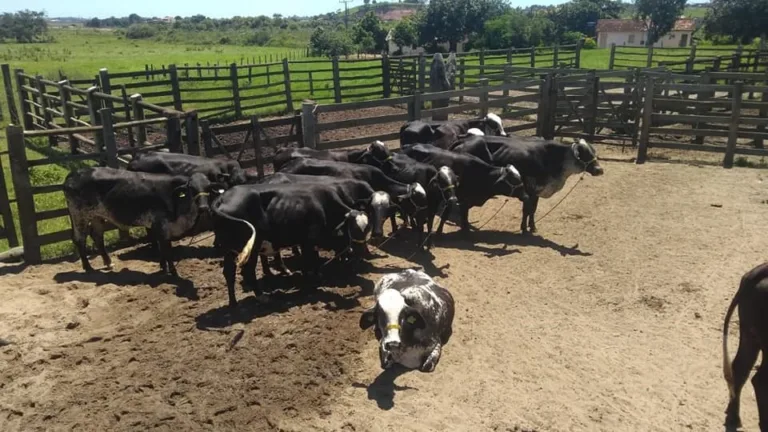 Produtores de Itapemirim recebem novilhas embrionadas com gene A2A2