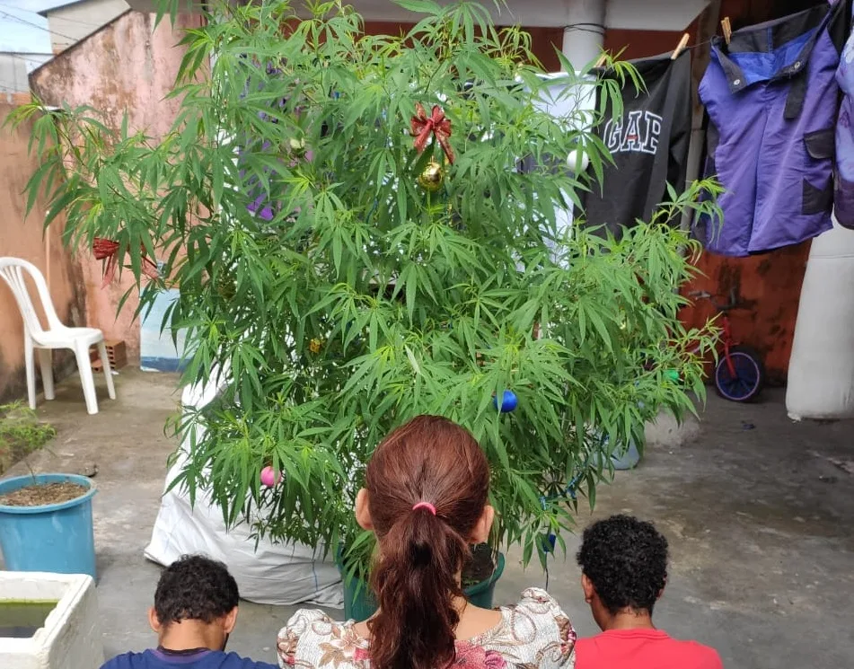 Pé de maconha vira árvore de Natal em casa da Serra; suspeitos foram parar na delegacia