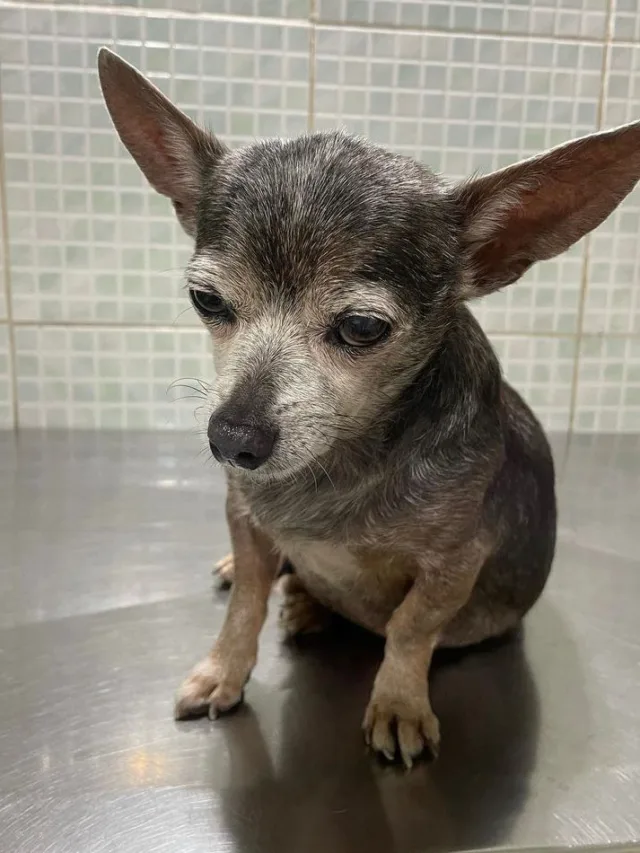 Morre cãozinho Catatau, irmão do Estopinha capixaba