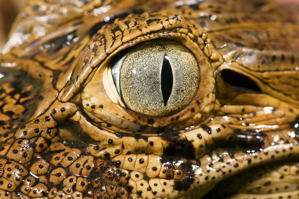 Na intimidade do pântano, um close no olhar hipnotizante do jacaré-de-papo-amarelo. Um mundo de segredos revelado em cada detalhe. 🐊🔍