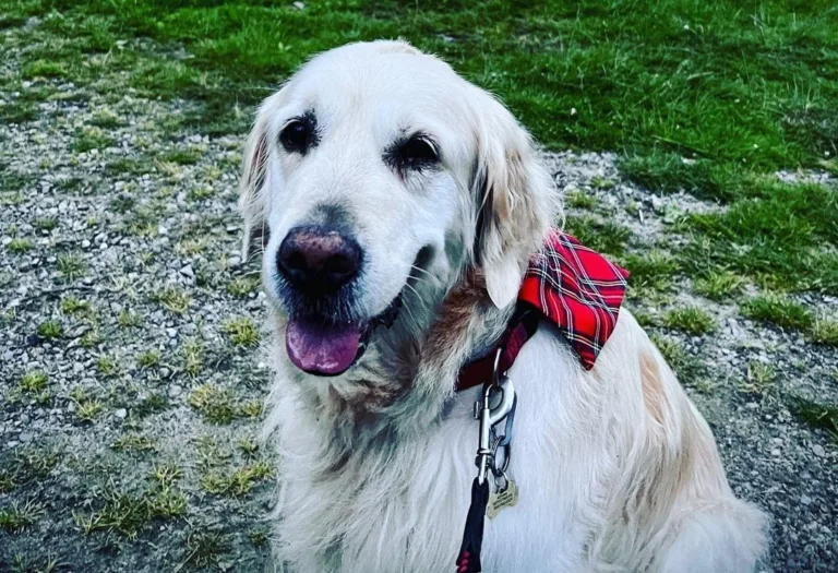 VÍDEO | 500 goldens retrievers se reúnem na Escócia para celebrar aniversário de criação da raça