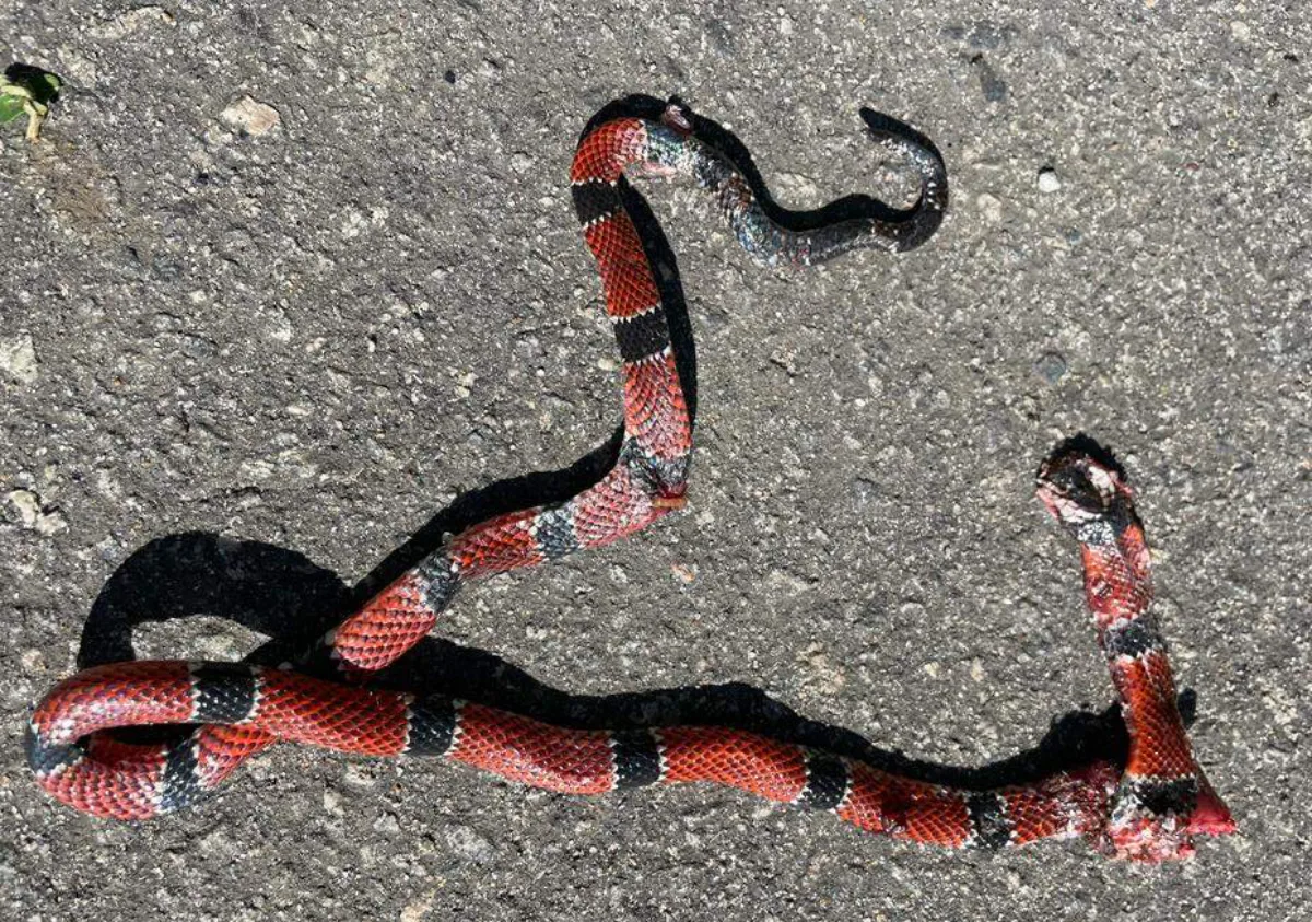 Invasão de cobras e animais silvestres assusta moradores na Serra