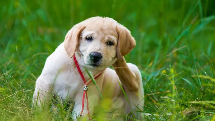 Cães podem apresentar comportamentos semelhantes ao TOC. Entenda!