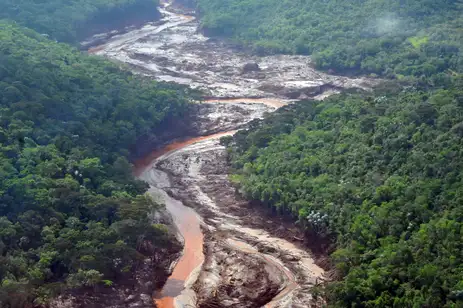 Reflorestamento de áreas atingidas em Mariana