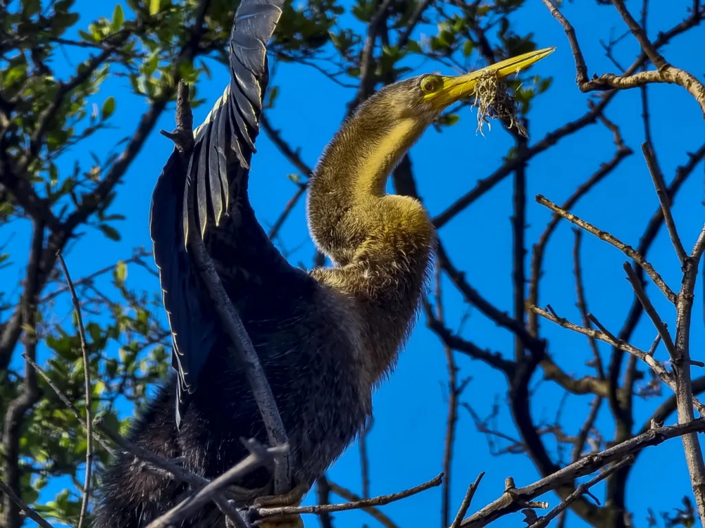 Resíduos plásticos misturados à fauna marinha em um ambiente costeiro de Vitória, com animais marinhos e lixo visíveis