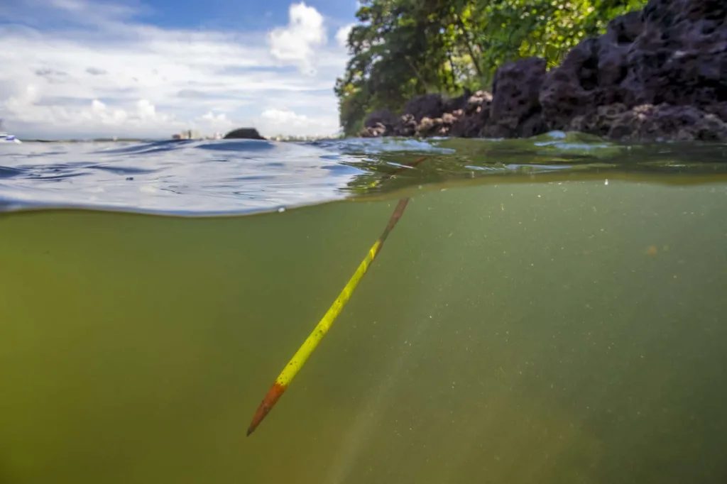 Propágulo de mangue vermelho flutuando nas águas do mar