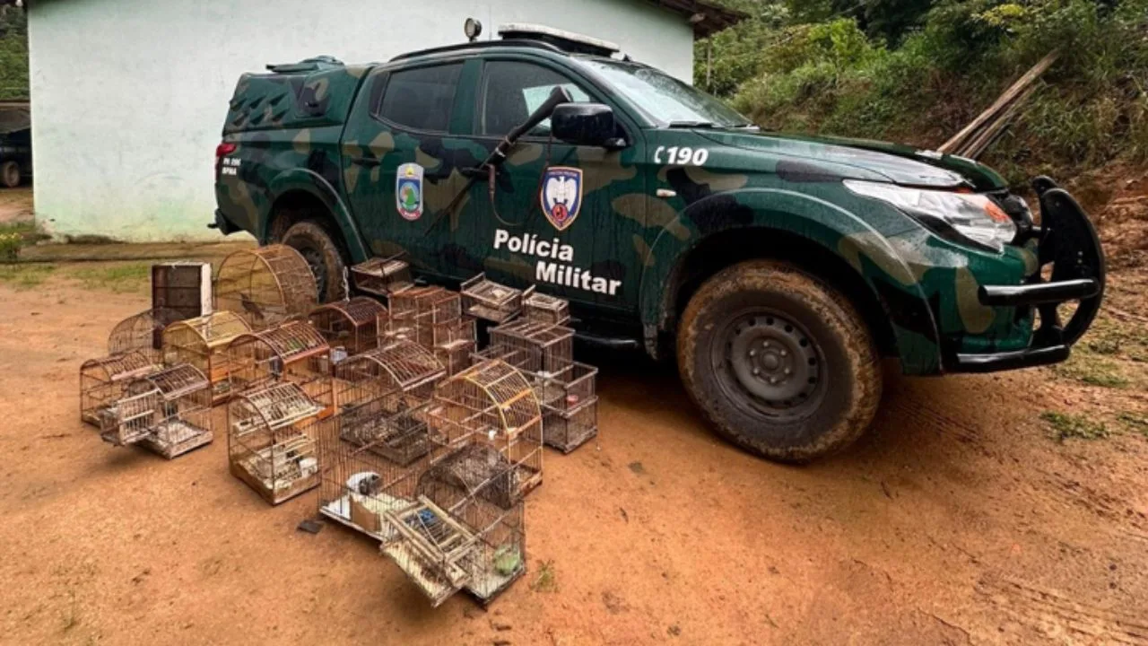 Sabiás e tico-ticos: aves silvestres são resgatadas em Castelo