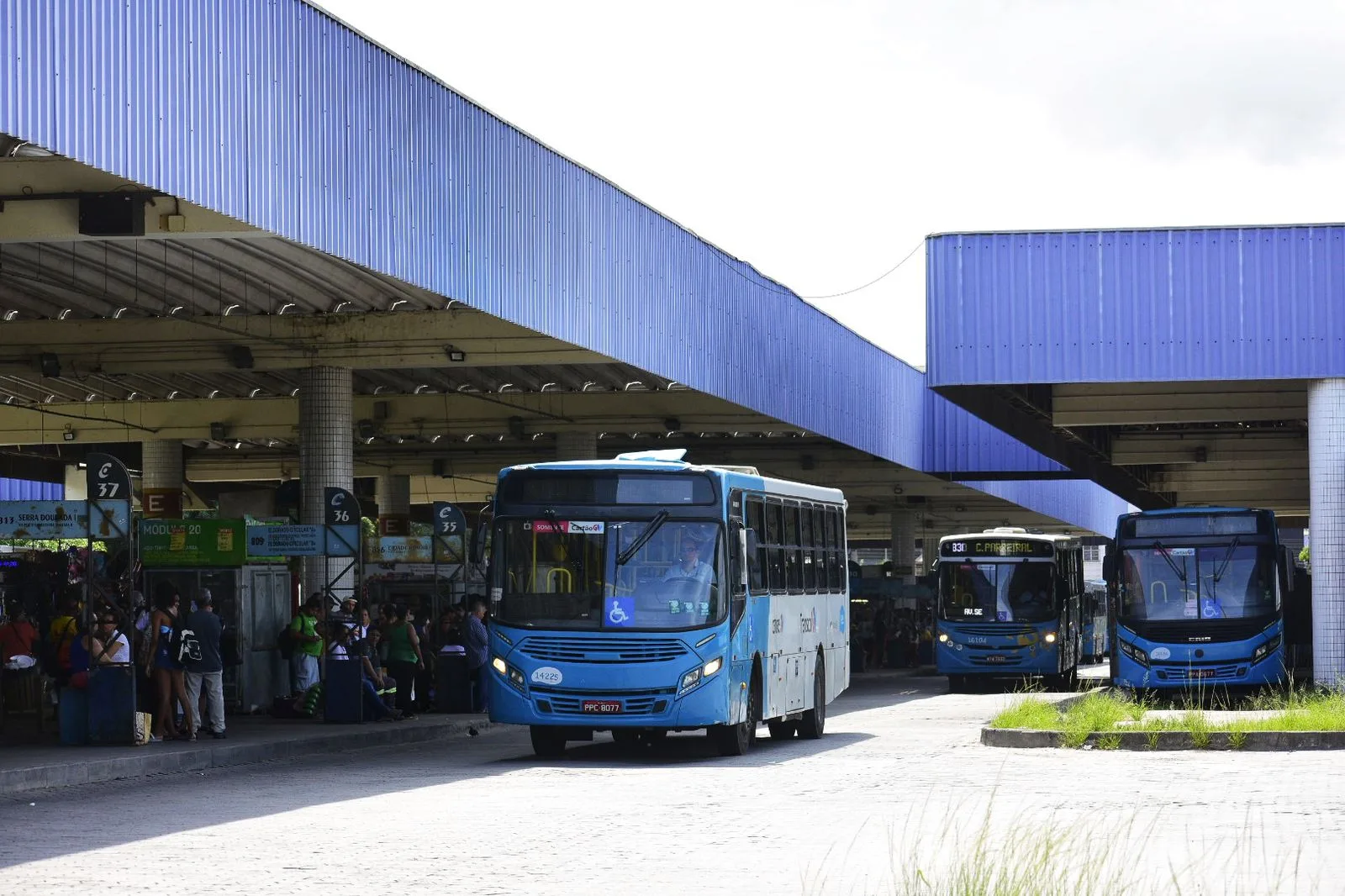 Filhote de jacaré é encontrado morto em lixeira de terminal do Transcol