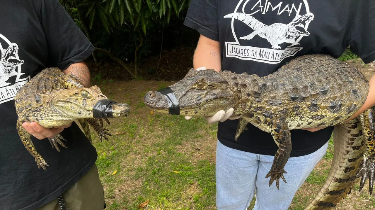 Projeto Caiman resgata três jacarés em 24 horas na Grande Vitória