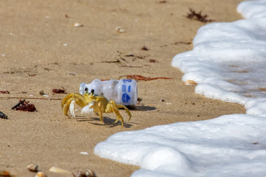 Resíduos plásticos misturados à fauna marinha em um ambiente costeiro de Vitória, com animais marinhos e lixo visíveis