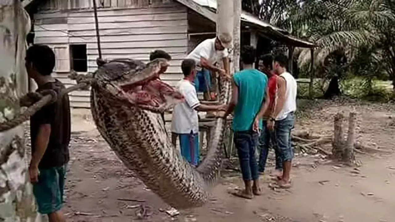 Trabalhador rural é encontrado morto dentro de cobra gigante