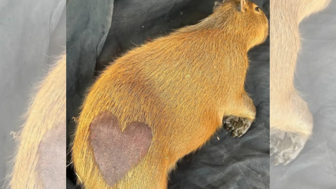 Capivaras recebem "tatuagem" de coração em parque de SP