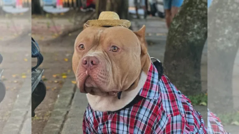 Morre Ragnar, cachorro famoso por usar mochila de tubarão