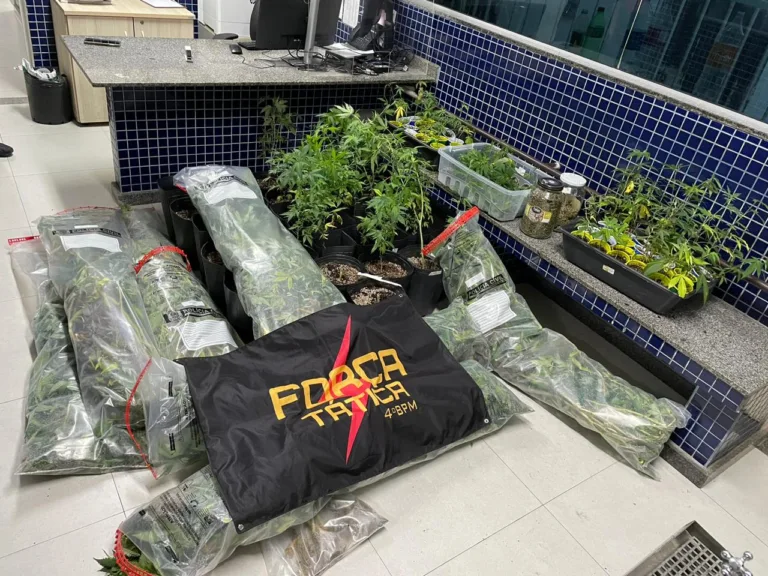 300 pés de maconha: polícia desmonta laboratório de drogas em Vila Velha