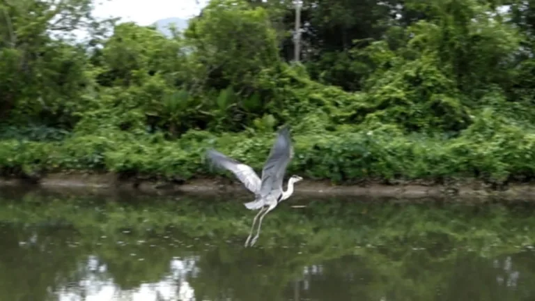 Garça resgatada com copo plástico no pescoço volta à natureza