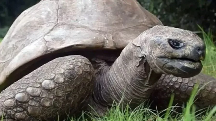 Animal terrestre vivo mais velho do mundo, tartaruga Jonathan faz 192 anos