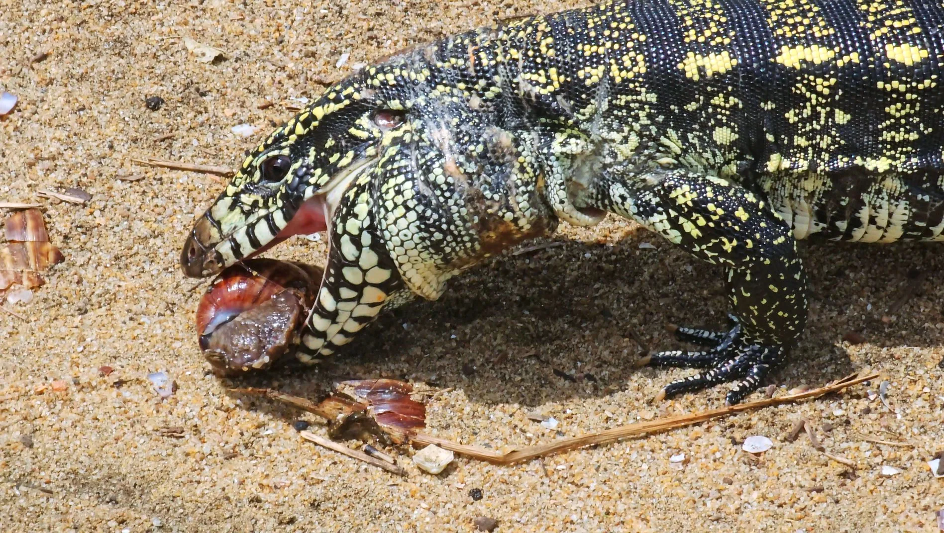 Lagarto teiú devora caracol-africano, veja o vídeo! Predador X Invasor