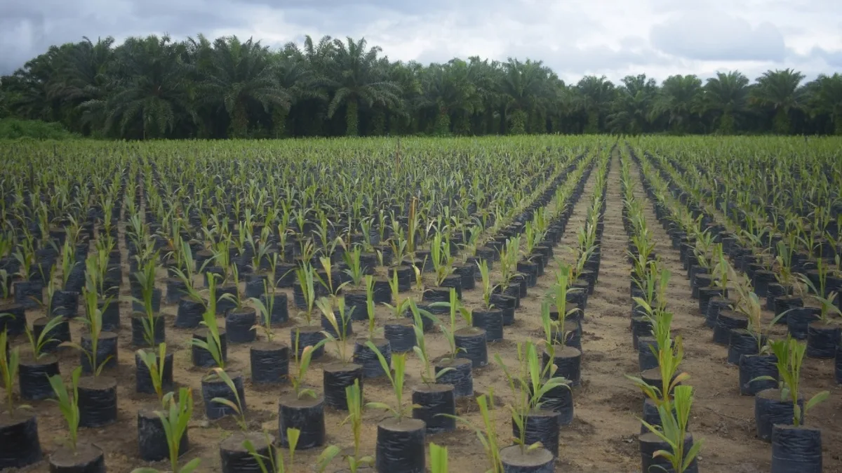 Grupo BBF contribui com agricultura sustentável na Amazônia