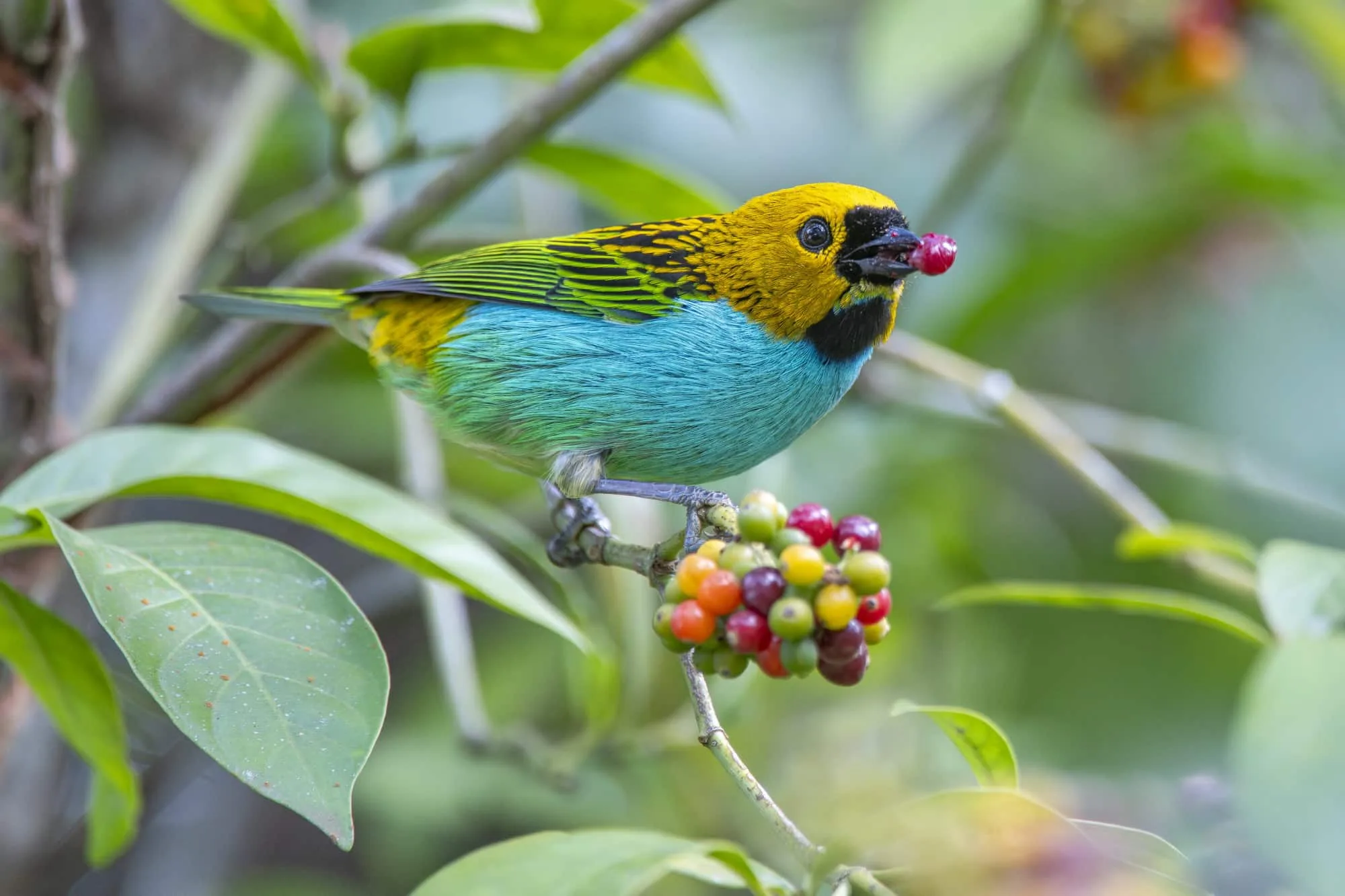 Saíra-douradinha segurando uma frutinha vermelha em seu bico, destacando a sua importância na dispersão de sementes