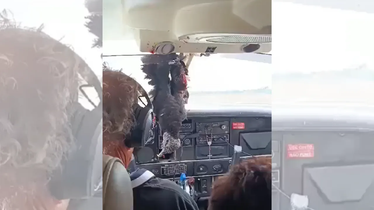 VÍDEO | Urubu colide com avião no Amazonas e fica preso na cabine