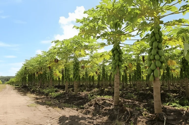Plantação de mamão