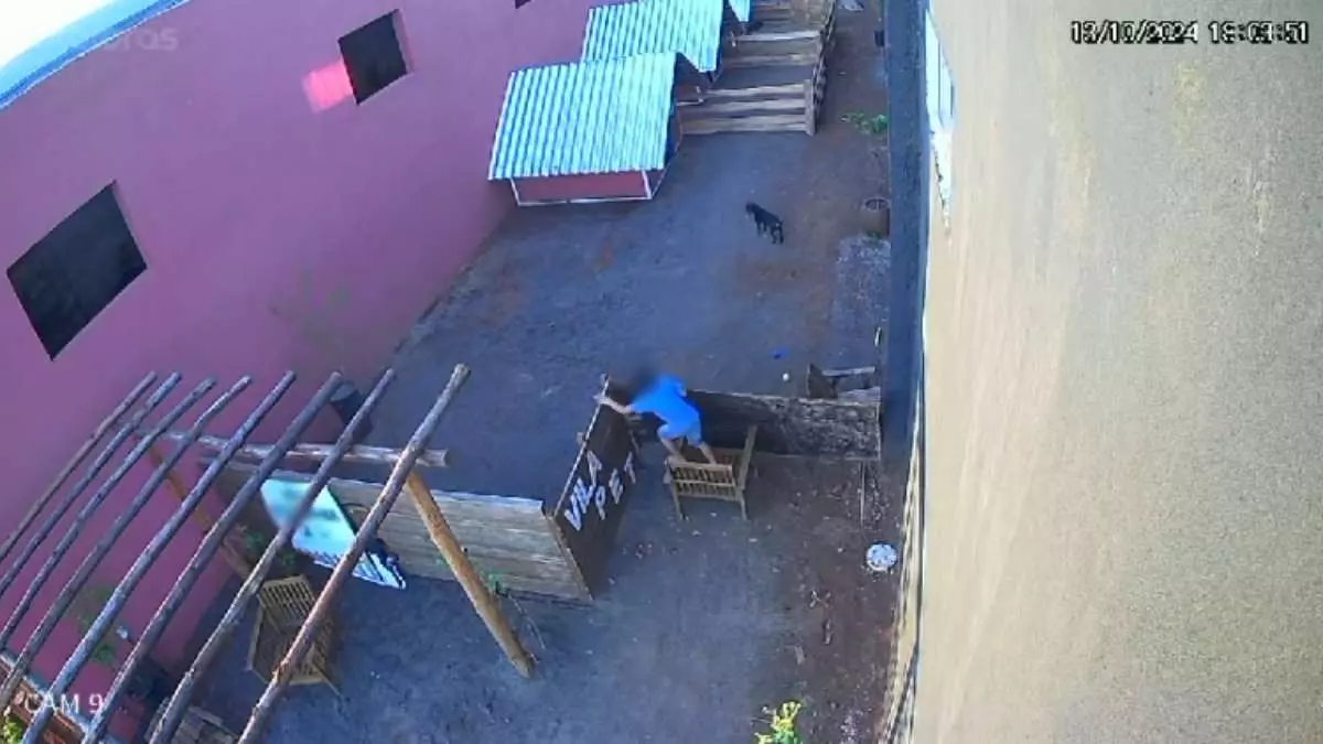 VÍDEO | Criança de 9 anos invade clínica veterinária e mata 23 animais