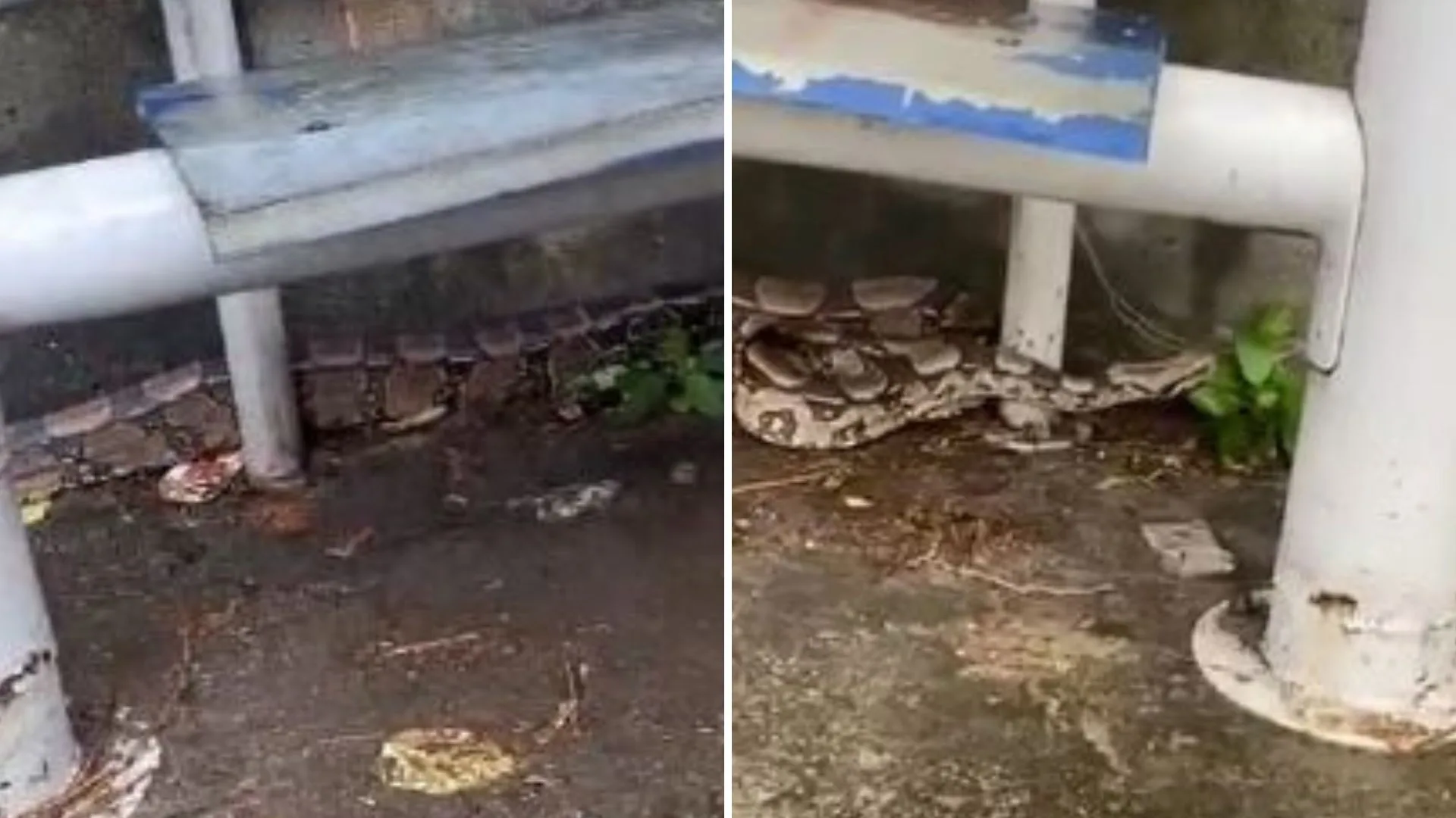 VÍDEO | Cobra é flagrada em ponto de ônibus em Vila Velha