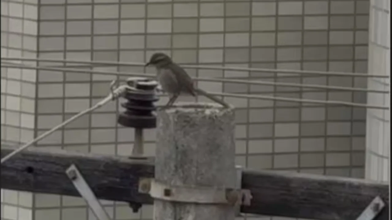 VÍDEO | Pássaro ataca moradores em bairro de Belo Horizonte e viraliza