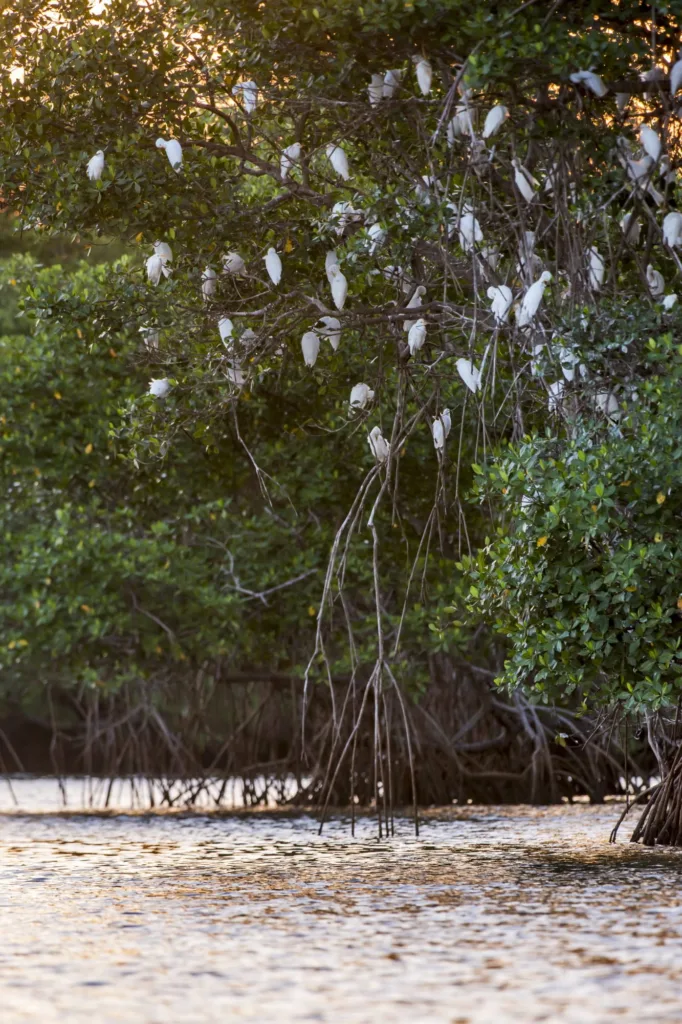 Ninhal de garças-brancas-pequenas no topo das árvores do manguezal