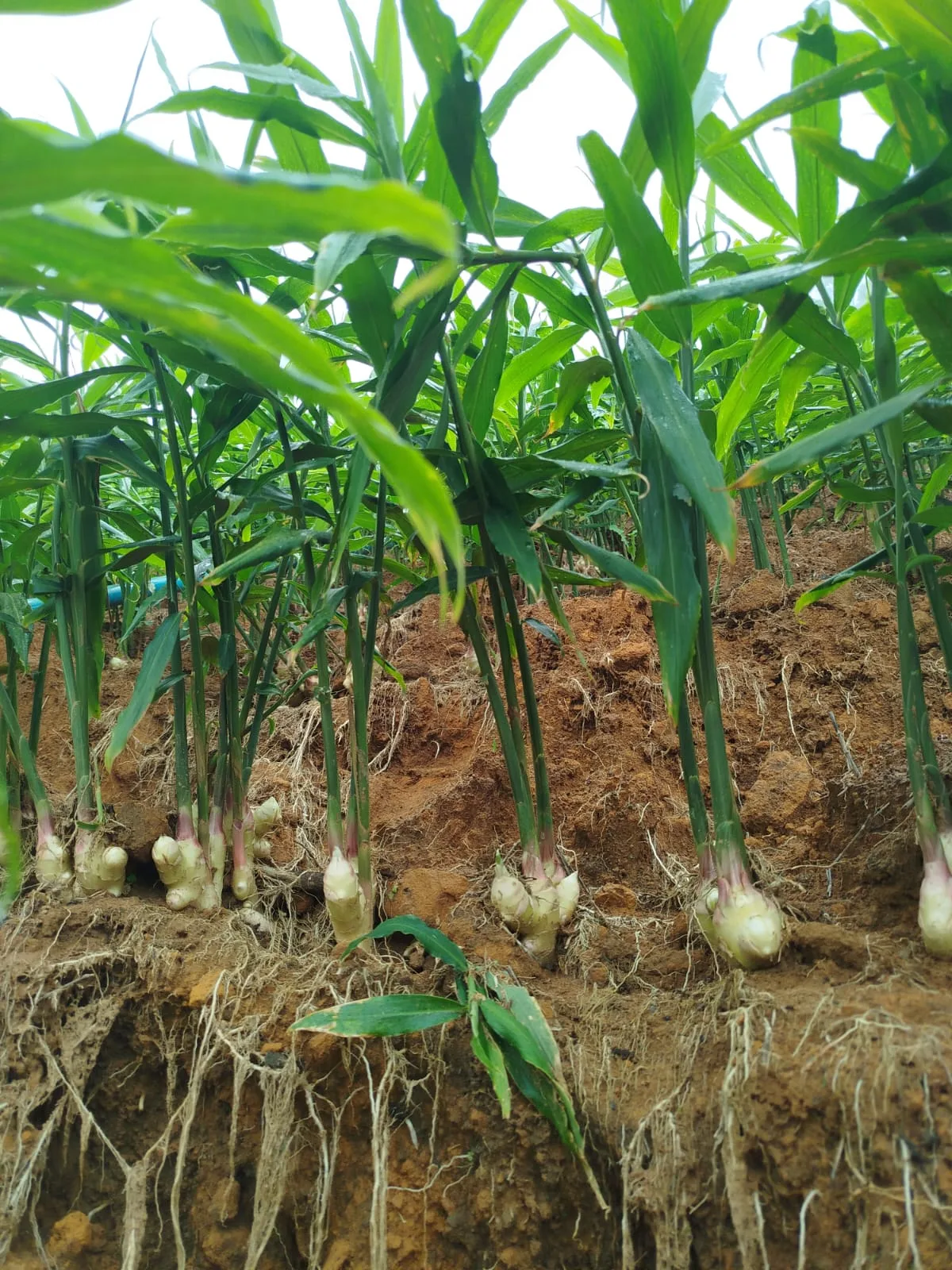 Chuvas no Espírito Santo: produtores de gengibre da Região Serrana enfrentam prejuízos nas lavouras